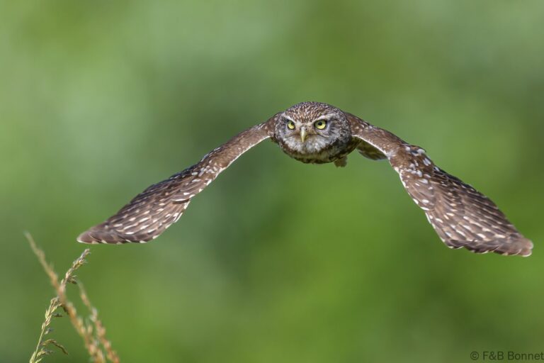 Little owll france 3