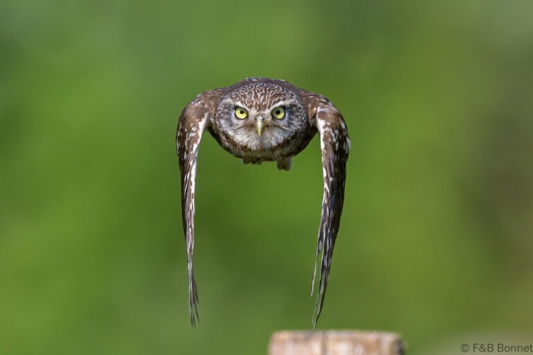 Little owll france 4