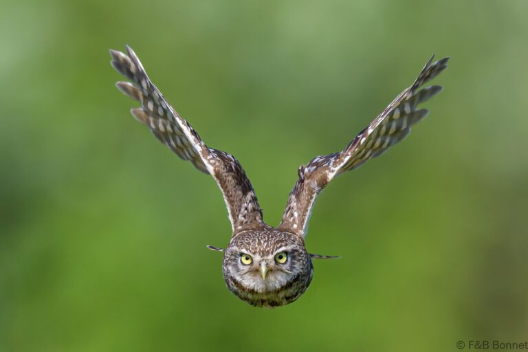 Little owll france 5