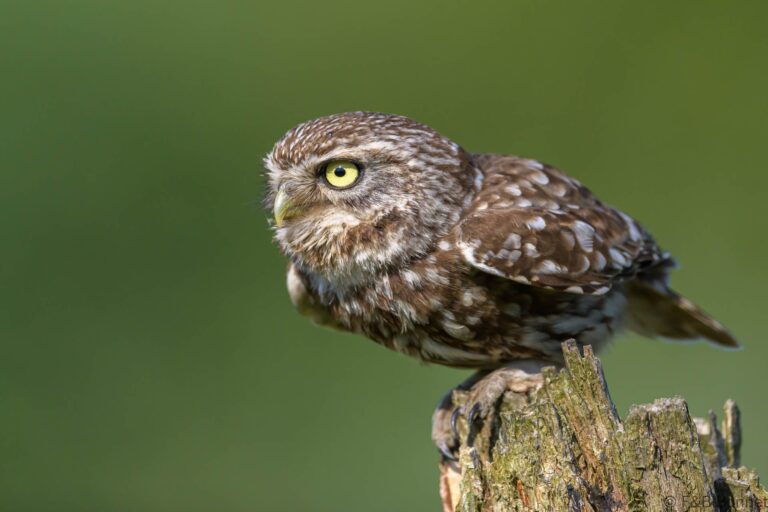 Little owll france 6