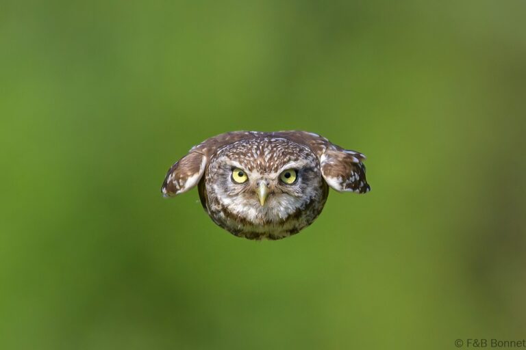 Little owll france 7