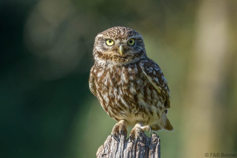 Little owll france 8