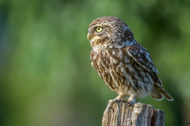 Little owll france 9