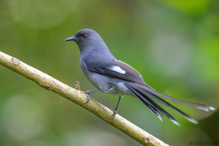 Long tailed sibia china 1