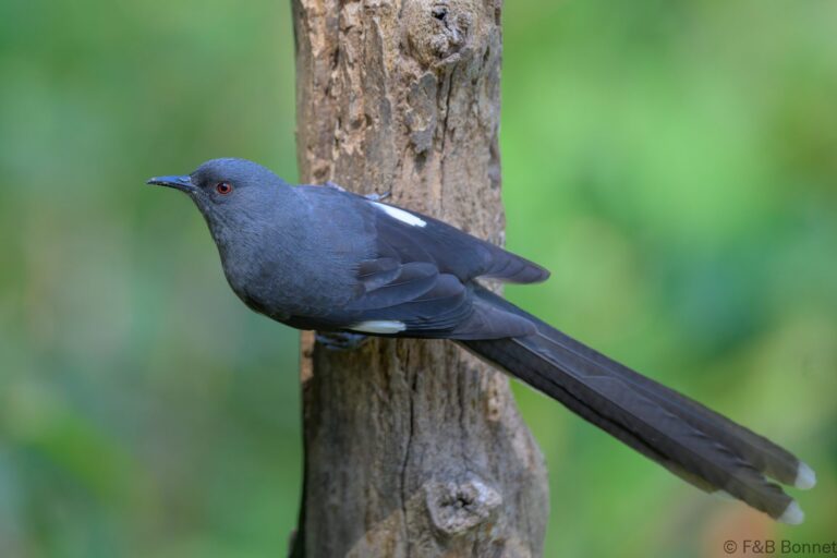 Long tailed sibia china 3
