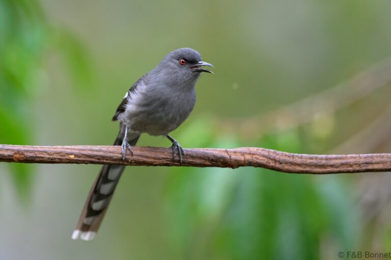 Long tailed sibia china 4