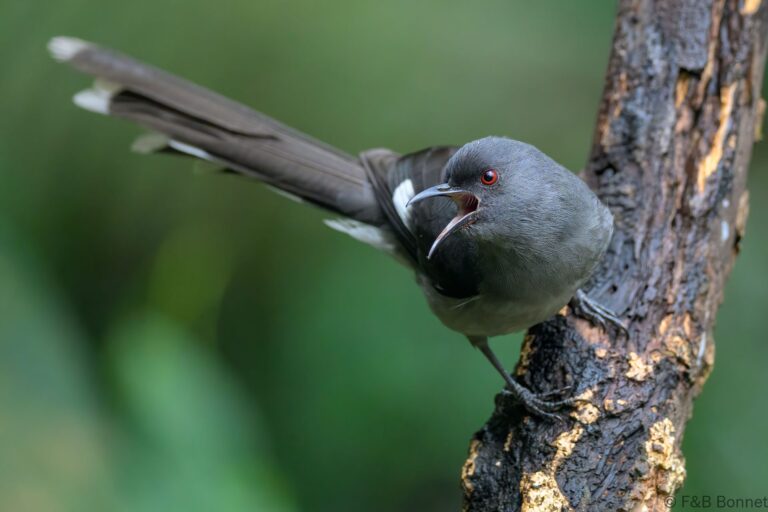 Long tailed sibia china 5