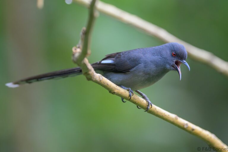 Long tailed sibia china 6