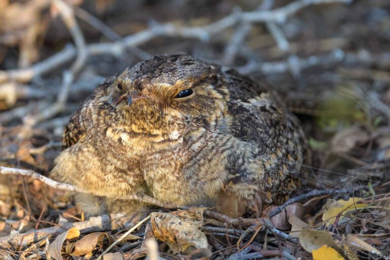Madagascar nightjar madagascar 2