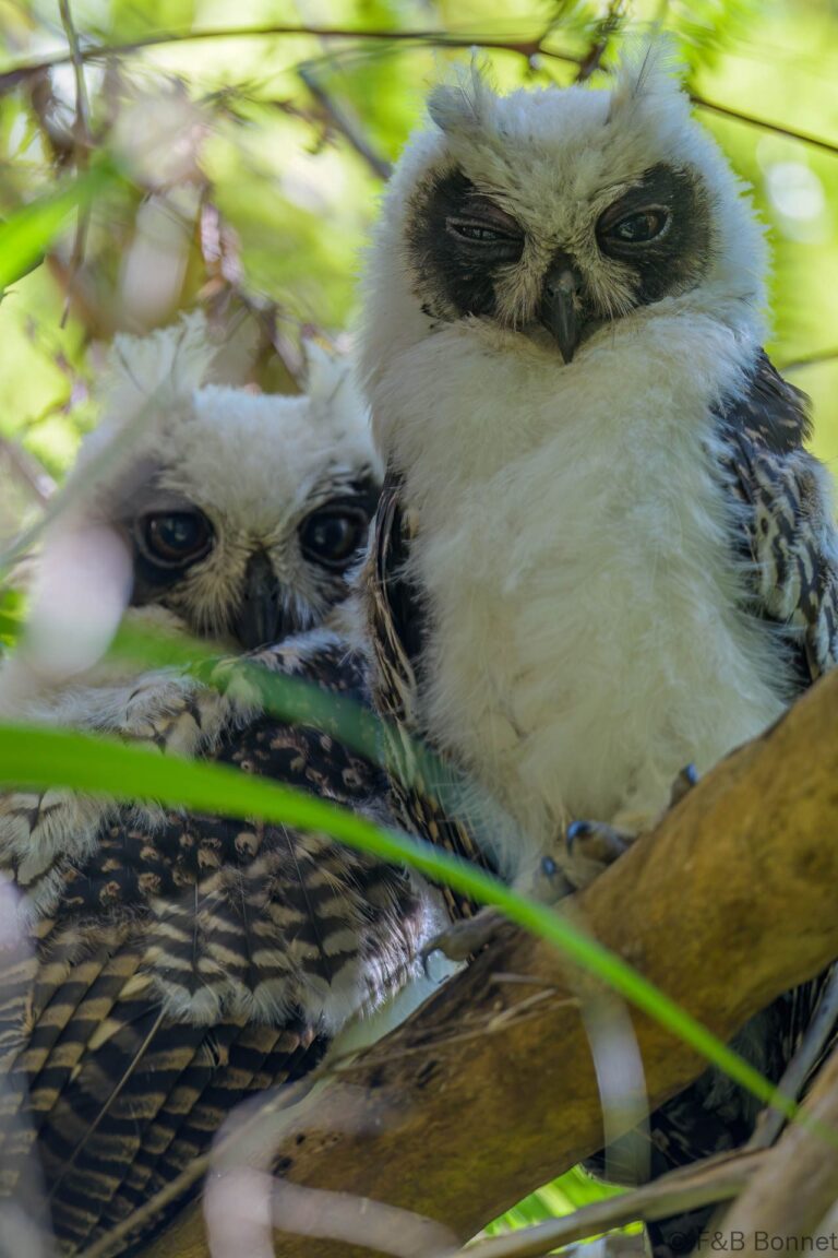 Madagascar owl madagascar 2