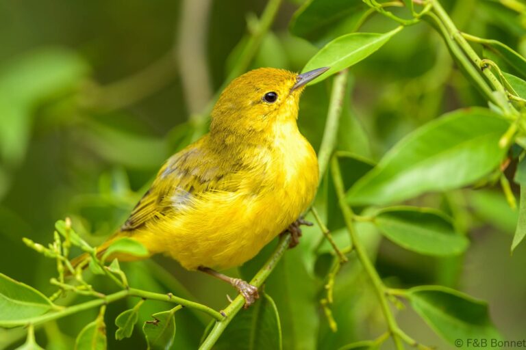 Mangrove warbler ecuador 2