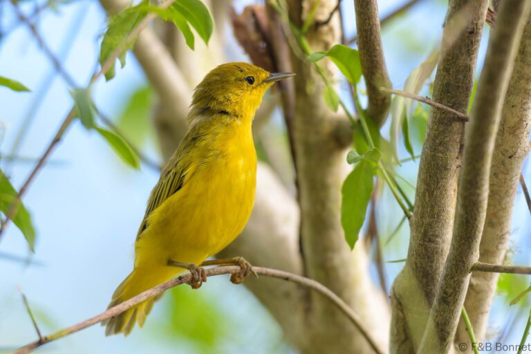 Mangrove warbler ecuador 3
