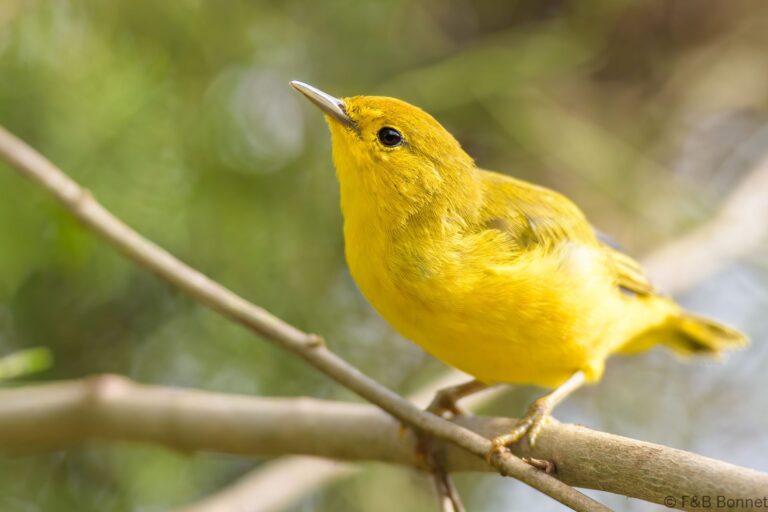 Mangrove warbler ecuador 4