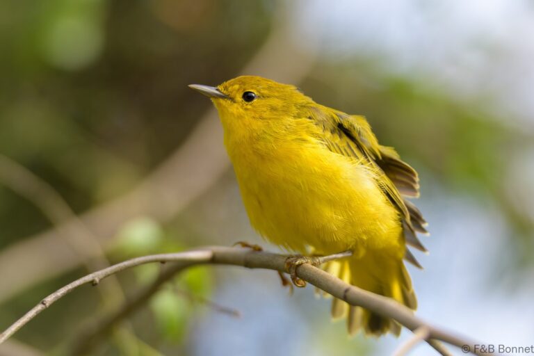 Mangrove warbler ecuador 5