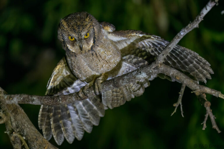 Mantanani scops owl philippines 2