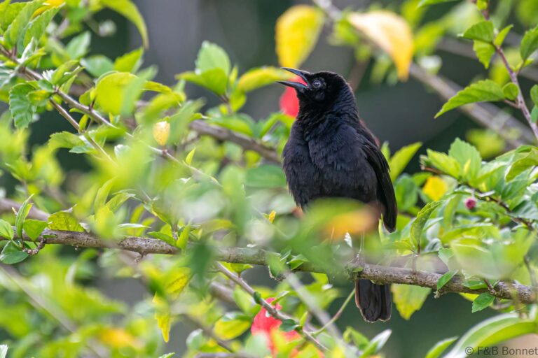Melodious blackbird costa rica 2