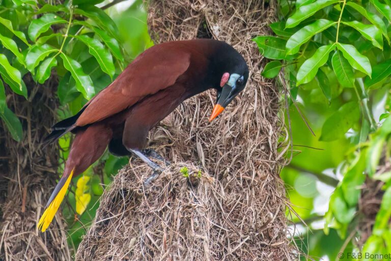 Montezuma oropendola costa rica 1