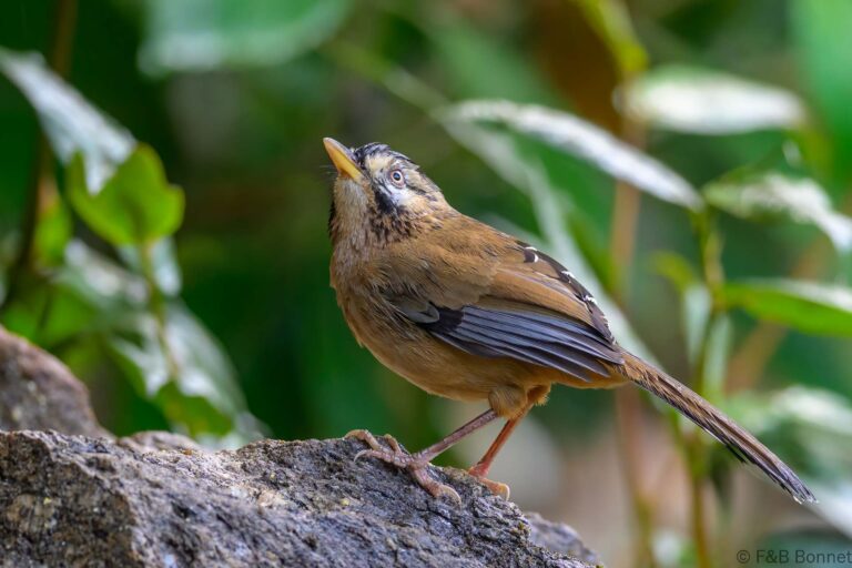 Moustached laughingthrush china 1