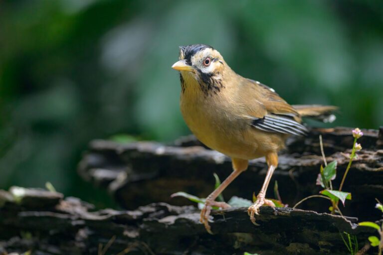 Moustached laughingthrush china 2