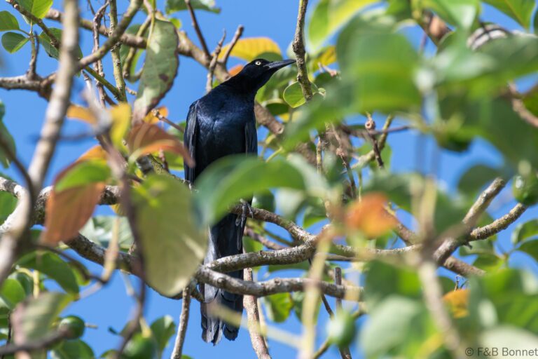 Nicaraguan grackle costa rica 2