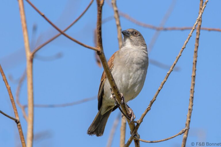 Northern grey headed sparrow senegal 1