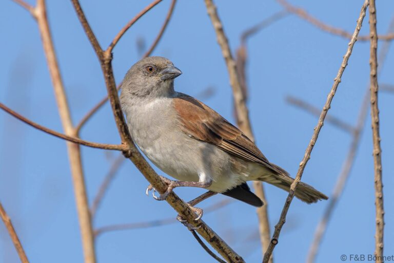 Northern grey headed sparrow senegal 2