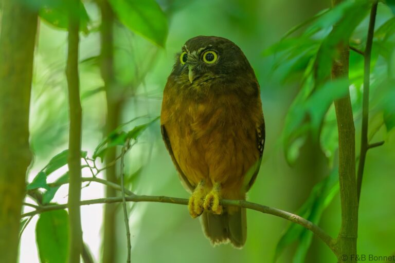 Ochre bellied boobook indonesia 1