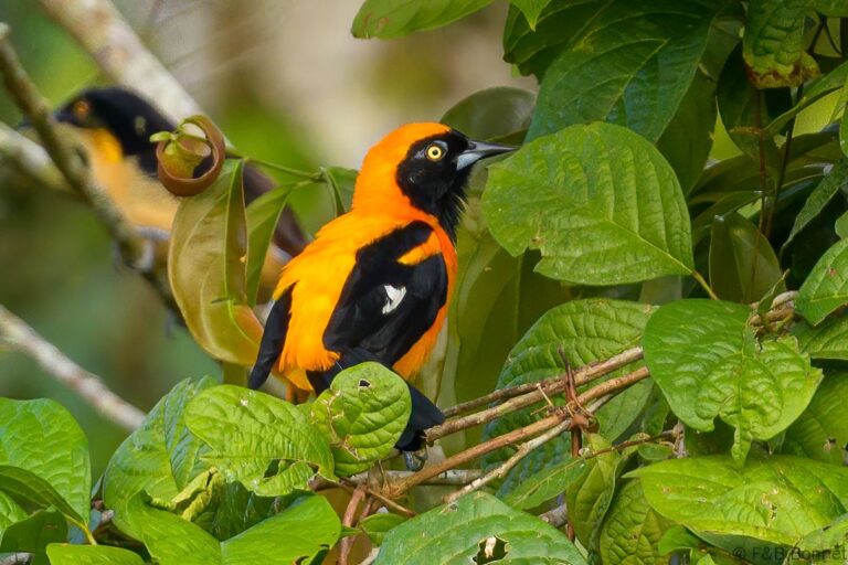 Orange backed troupial ecuador 2