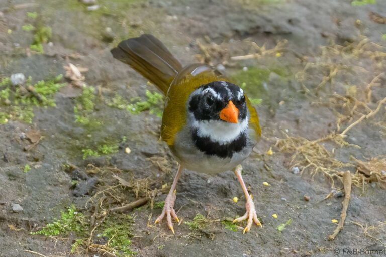 Orange billed sparrow ecuador 1