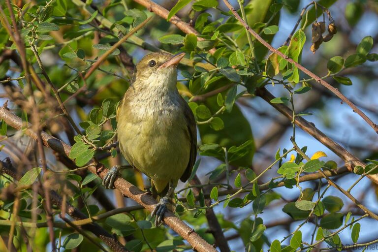 Oriental reed warbler thailand 1