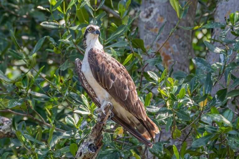 Osprey costa rica 1