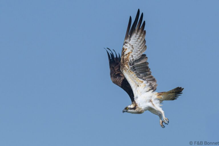 Osprey senegal 3