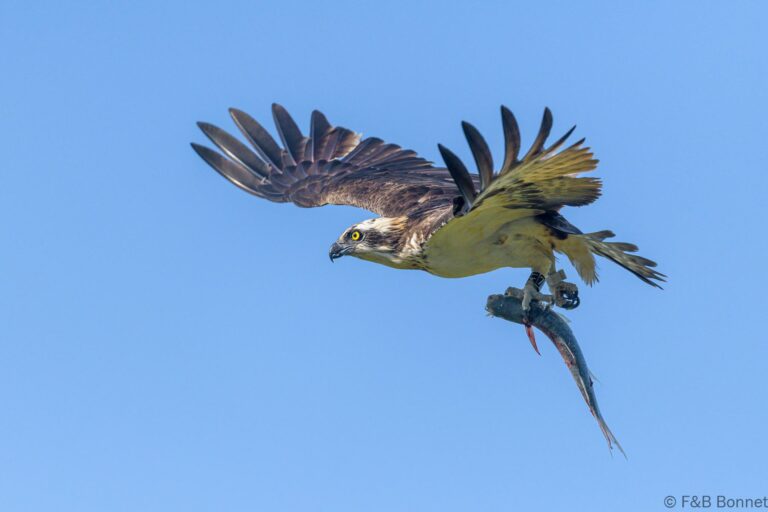Osprey senegal 4
