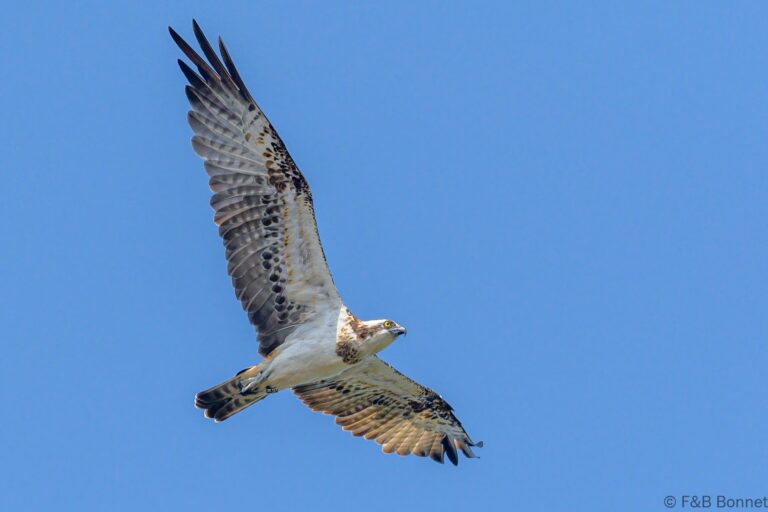 Osprey senegal 5