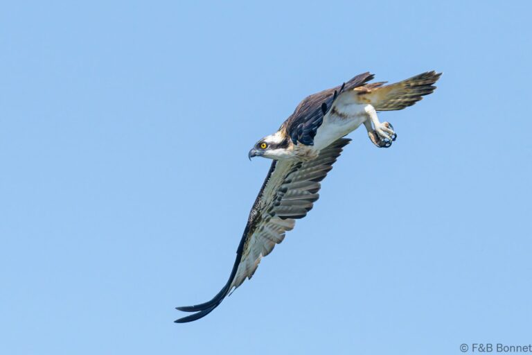 Osprey senegal 6