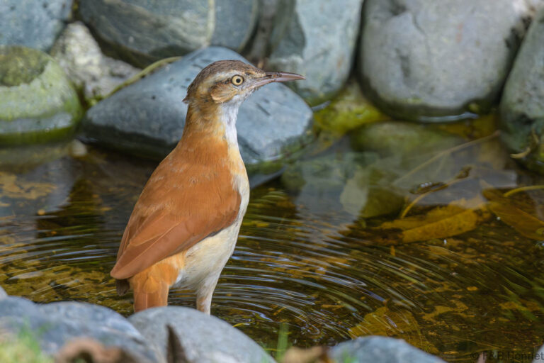 Pale legged hornero ecuador 1
