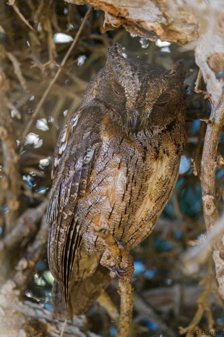 Rainforest scops owl madagascar 2
