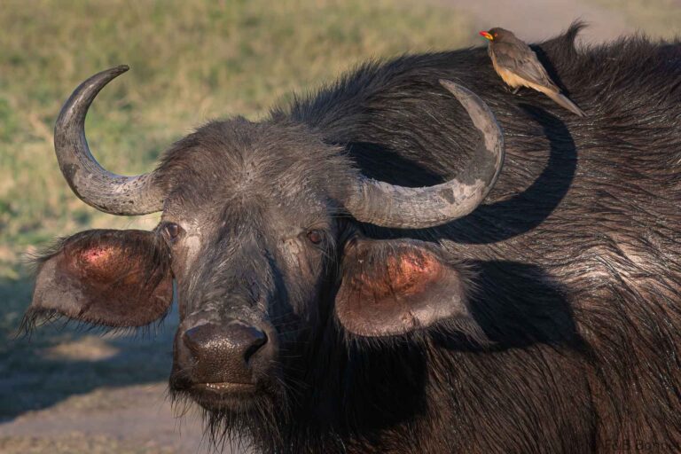 Red billed oxpecker botswana 1