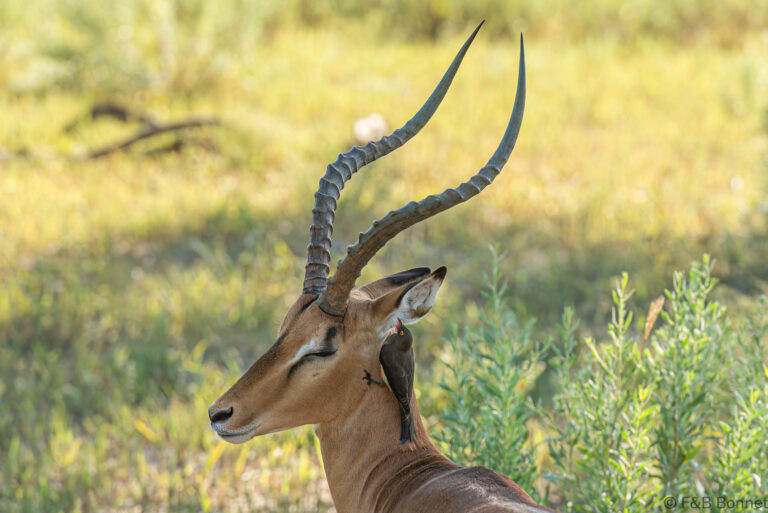 Red billed oxpecker botswana 1