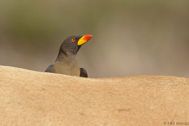 Red billed oxpecker senegal 2
