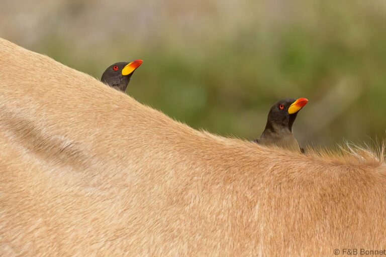 Red billed oxpecker senegal 3