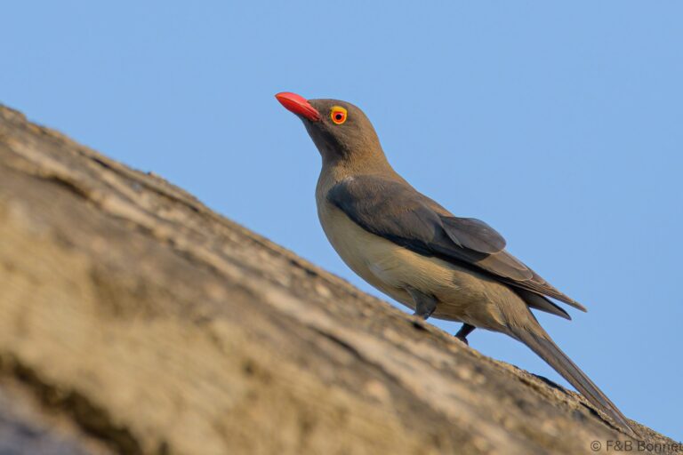 Red billed oxpecker south africa 3