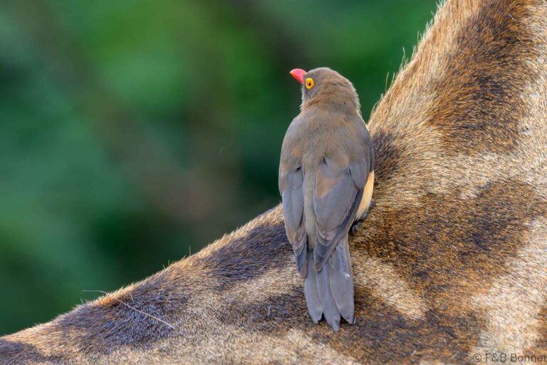 Red billed oxpecker south africa 4