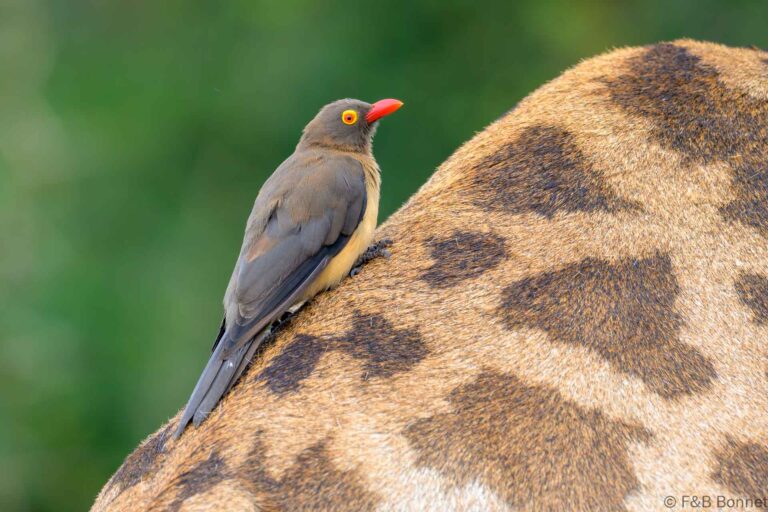 Red billed oxpecker south africa 5