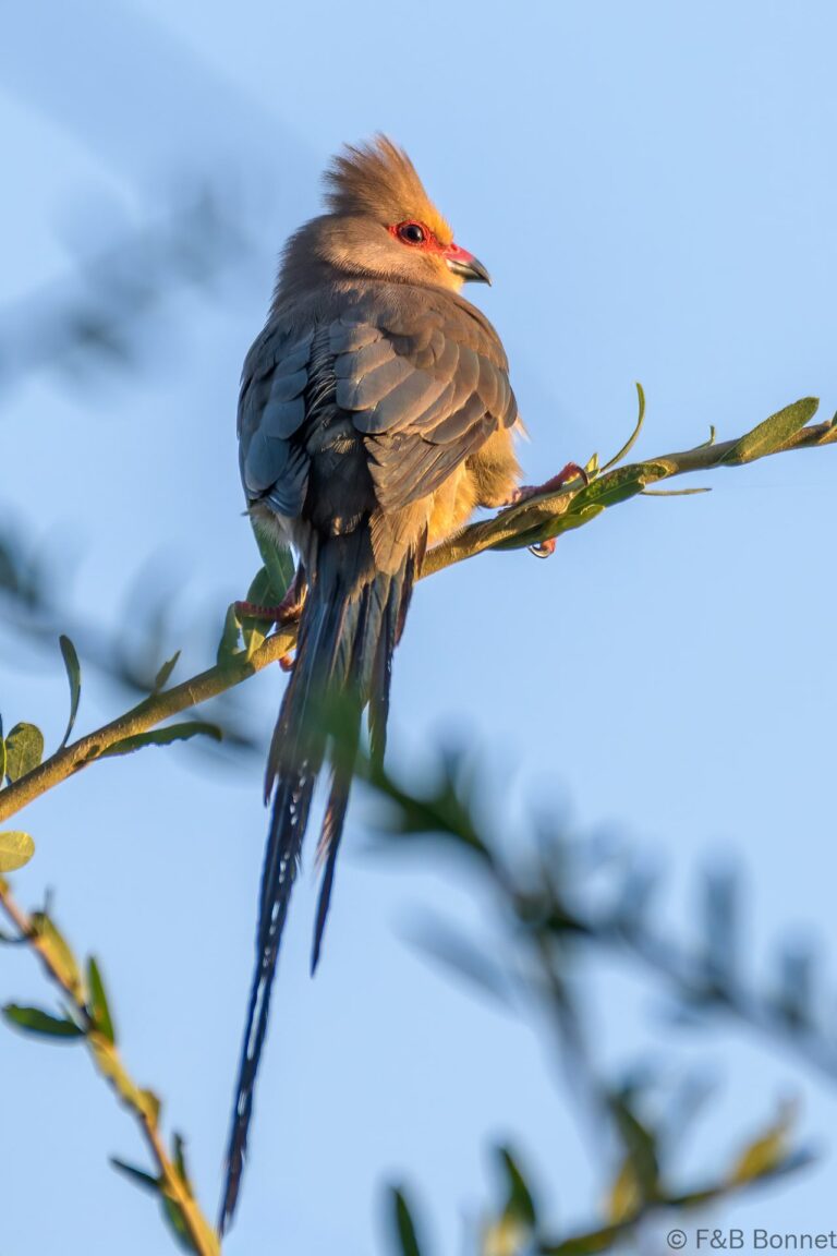 Red faced mousebird south africa 1