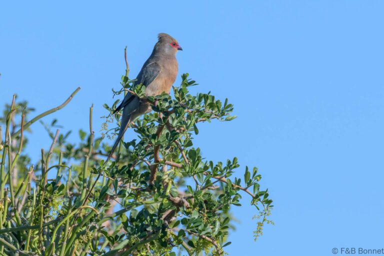 Red faced mousebird south africa 3