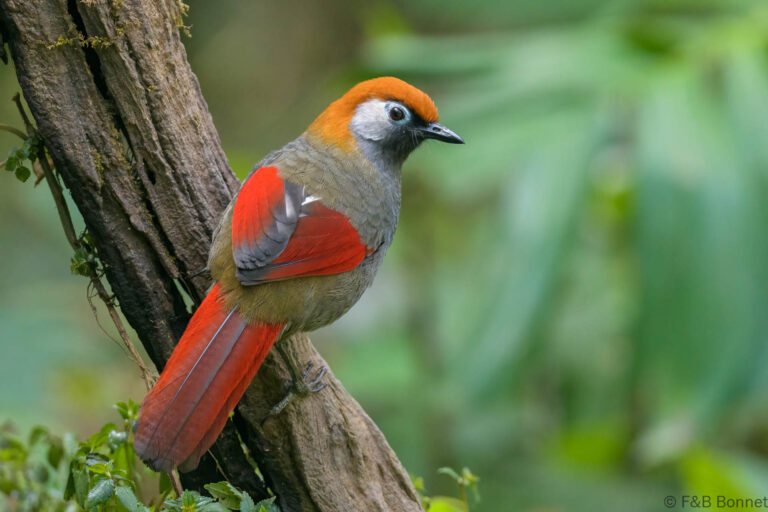 Red tailed laughingthrush china 1