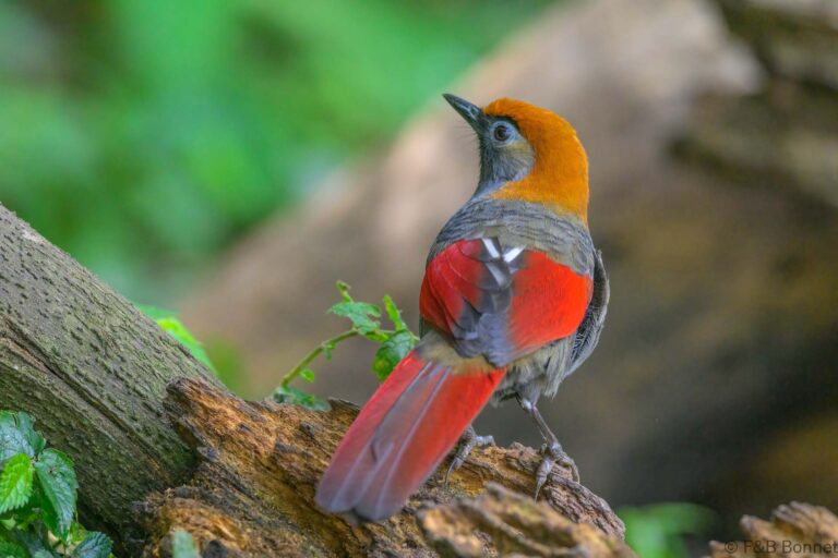 Red tailed laughingthrush china 2