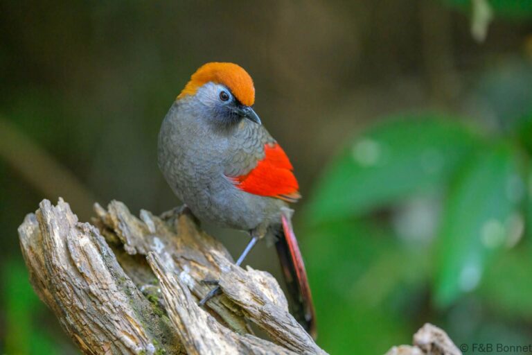 Red tailed laughingthrush china 4