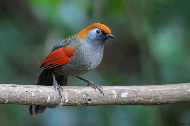Red tailed laughingthrush china 5